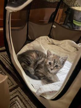 Kaleidoscope -  Domestic Short Hair Cat for Adoption in Trenton, New Jersey - Kaleidoscope | PetCurious