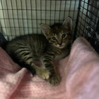 Pinsol -  Domestic Short Hair Cat for Adoption in San Antonio, Texas - Pinsol | PetCurious