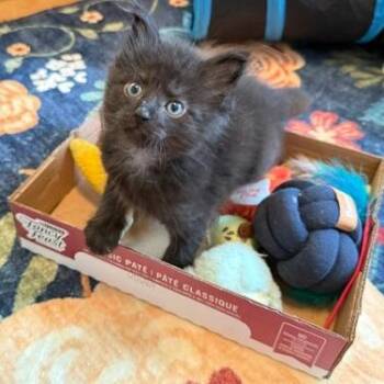 Miles -  Domestic Medium Hair Cat for Adoption in Richmond, Virginia - Miles | PetCurious
