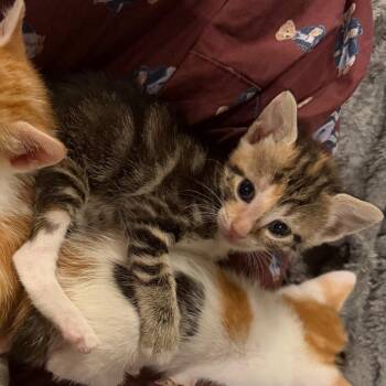 Gonzo Houston -  Domestic Short Hair Cat for Adoption in Denver, Colorado - Gonzo Houston | PetCurious