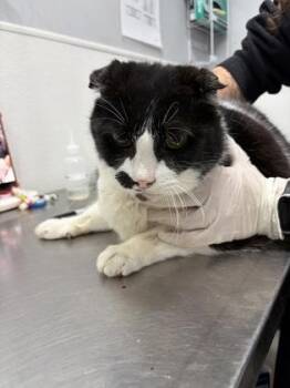 Domestic Short Hair Cats Available for Adoption in West Chester, Pennsylvania - Poseidon | PetCurious