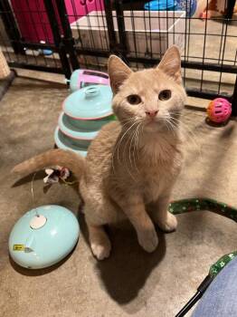 Caramel -  Domestic Short Hair Cat Available for Adoption in Bolton, Connecticut - Caramel | PetCurious