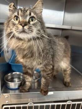 Lil` Bear -  Domestic Long Hair and Domestic Short Hair Cat for Adoption in Beatrice, Nebraska - Lil` Bear | PetCurious