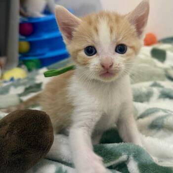 Rescue Domestic Short Hair Cats for Adoption in Woodstock, Virginia - Scott Miller | PetCurious