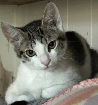 BrieQ -  Tabby and Domestic Short Hair Cat for Adoption in North Highlands, California - BrieQ | PetCurious