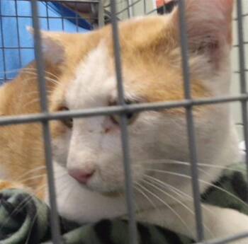 NIX -  Domestic Medium Hair Cat for Adoption in Tulsa, Oklahoma - NIX | PetCurious