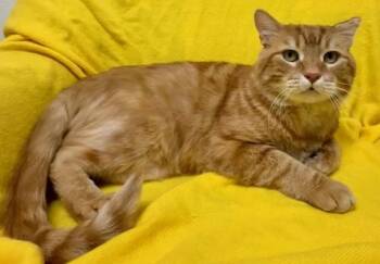 Domestic Short Hair Cats Available for Adoption - Ziggy | PetCurious