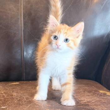 COLBY JACk -  Domestic Short Hair Cat for Adoption in Cranston, Rhode Island - COLBY JACk | PetCurious