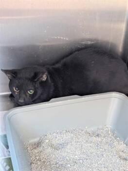 Domestic Short Hair Cats Available for Adoption - MARCO | PetCurious