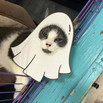 Rescue Domestic Short Hair Cats for Adoption in Saugerties, New York - Daisy | PetCurious