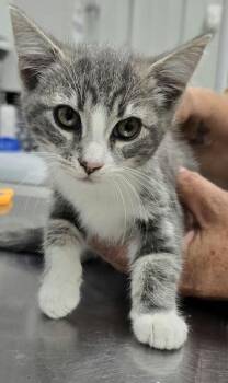 Mikey -  Domestic Short Hair Cat for Adoption in Hillsdale, Indiana - Mikey | PetCurious