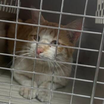 Domestic Short Hair Cats Available for Adoption - Sean Paul | PetCurious