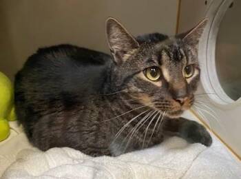 Domestic Short Hair Cats Available for Adoption in Fairfax, Virginia - Mouser | PetCurious