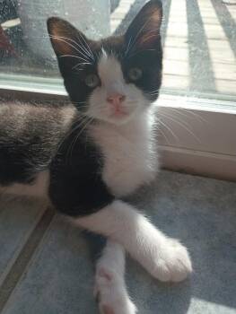 Marco -  Domestic Medium Hair Cat for Adoption in Ogden, Utah - Marco | PetCurious