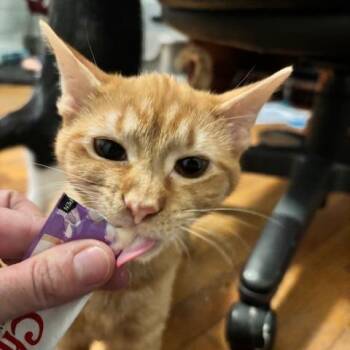 Domestic Short Hair Cats Available for Adoption - Chilly | PetCurious