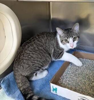 Azriel -  Domestic Short Hair Cat for Adoption in Richmond, Virginia - Azriel | PetCurious