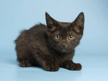 QUILL -  Domestic Short Hair Cat for Adoption in Phoenix, Arizona - QUILL | PetCurious