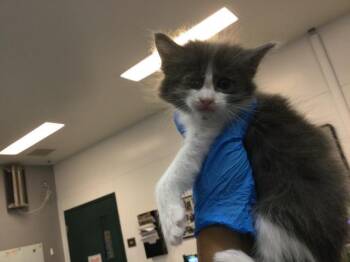 A1935339 -  Domestic Short Hair Cat for Adoption in Thousand Palms, California - A1935339 | PetCurious