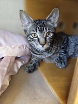 Damask -  Domestic Short Hair Cat for Adoption in Bellevue, Washington - Damask | PetCurious