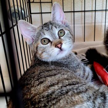 Bitty (Eostre) -  Domestic Short Hair Cat for Adoption in Waynesboro, Pennsylvania - Bitty (Eostre) | PetCurious