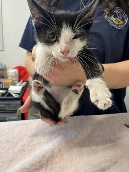 Rescue Domestic Short Hair Cats for Adoption in Lacey Township, New Jersey - Cid | PetCurious