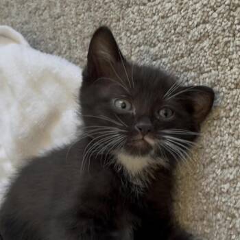 Domestic Short Hair Cats Available for Adoption in Eagle Mountain, Utah - Midnight Engstrom | PetCurious