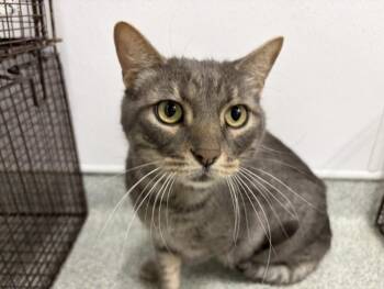 ROMEO -  Domestic Short Hair Cat for Adoption in Loveland, Colorado - ROMEO | PetCurious