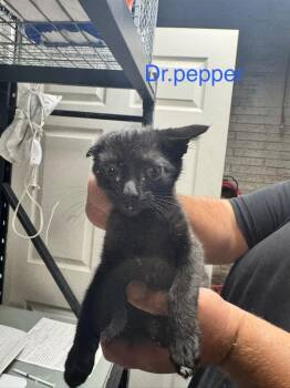Dr. Pepper -  Domestic Short Hair Cat for Adoption in Shelbyville, Tennessee - Dr. Pepper | PetCurious