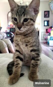 Wolverine -  Domestic Short Hair Cat for Adoption in San Antonio, Texas - Wolverine | PetCurious