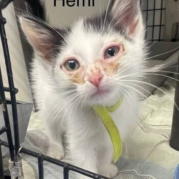 Rescue Domestic Medium Hair Cats for Adoption in Kingman, Kansas - Hemi | PetCurious