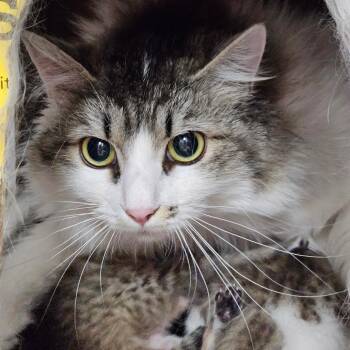 BARN CAT Tulip -  Domestic Long Hair Cat for Adoption in Idaho Falls, Idaho - BARN CAT Tulip | PetCurious