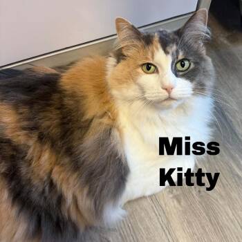Miss Kitty 260796 -  Domestic Long Hair Cat for Adoption in Gladstone, Michigan - Miss Kitty 260796 | PetCurious