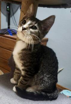 Rescue Domestic Short Hair Cats for Adoption in Farmington, Minnesota - Wesley | PetCurious