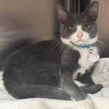 Huckleberry -  Domestic Short Hair Cat for Adoption in Port Washington, New York - Huckleberry | PetCurious