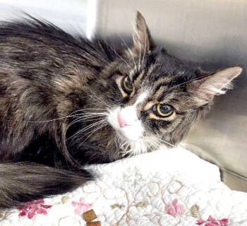 CAT -  Munchkin Cat for Adoption in Henderson, Nevada - CAT | PetCurious