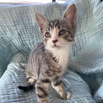 Maui @ Pet Supermarket on Bacons Bridge Road -  Domestic Short Hair Cat for Adoption in Summerville, South Carolina - Maui @ Pet Supermarket On Bacons Bridge Road | PetCurious