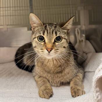 Gossamer -  Domestic Short Hair Cat for Adoption in Bristol, Indiana - Gossamer | PetCurious