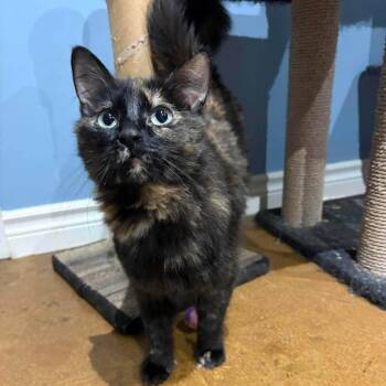 Domestic Short Hair Cats Available for Adoption in Calgary, Alberta - Momma Twix | PetCurious