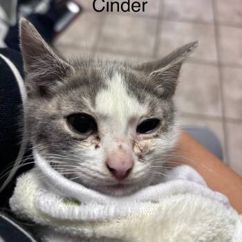 Cinder -  Domestic Short Hair Cat for Adoption in New York, New York - Cinder | PetCurious