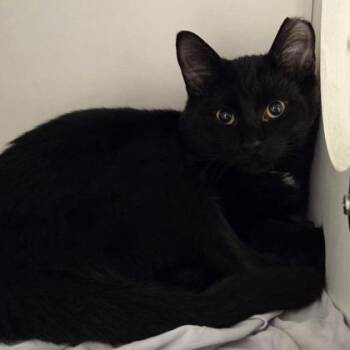Marcell -  Domestic Long Hair and Mixed Breed Cat for Adoption in Voorhees Township, New Jersey - Marcell | PetCurious