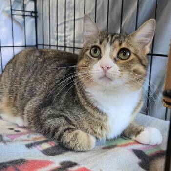 Laren -  Domestic Short Hair Cat for Adoption in Mokena, Illinois - Laren | PetCurious