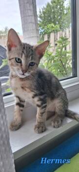 Hermes -  Domestic Short Hair Cat for Adoption in Sunrise, Florida - Hermes | PetCurious