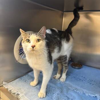 Heraldo -  Domestic Short Hair Cat for Adoption in Bristol, Indiana - Heraldo | PetCurious