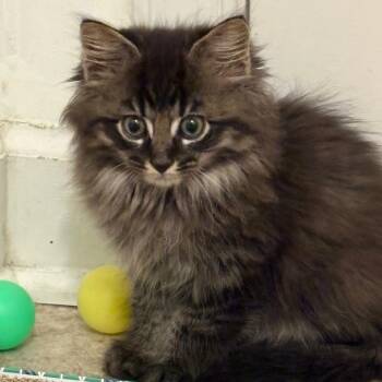 Boot -  Domestic Short Hair Cat for Adoption in Chesapeake, Virginia - Boot | PetCurious