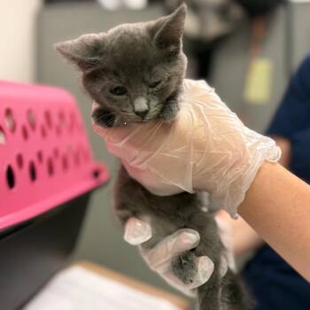 Leona -  Domestic Medium Hair Cat for Adoption in Charleston, West Virginia - Leona | PetCurious