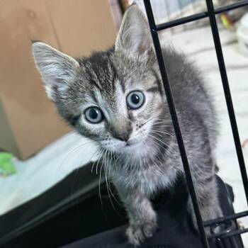 Hermione -  Domestic Short Hair Cat for Adoption in San Diego, California - Hermione | PetCurious