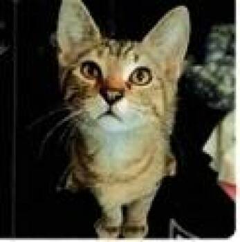 Domestic Short Hair Cats Available for Adoption in Dayton, Minnesota - Chess | PetCurious