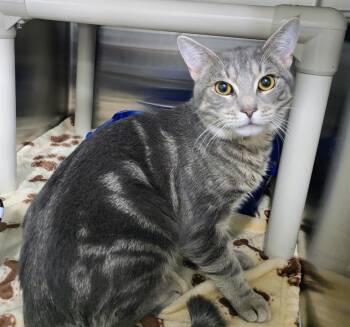 Rescue Domestic Short Hair Cats for Adoption in Lindenhurst, New York - 5-502 Cruz | PetCurious