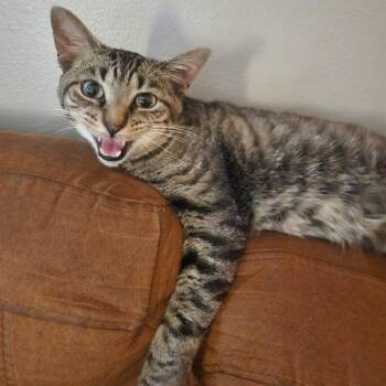 Spider-Man -  Domestic Short Hair Cat for Adoption in Evanston, Illinois - Spider-Man | PetCurious