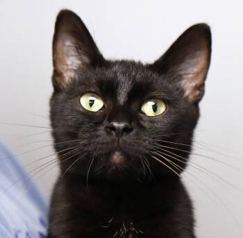 Hyacinth (AO37621) -  Domestic Short Hair Cat for Adoption in Kansas City, Kansas - Hyacinth (AO37621) | PetCurious
